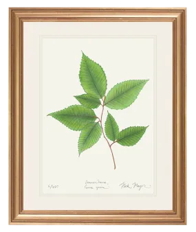 American Beech Botanical Print