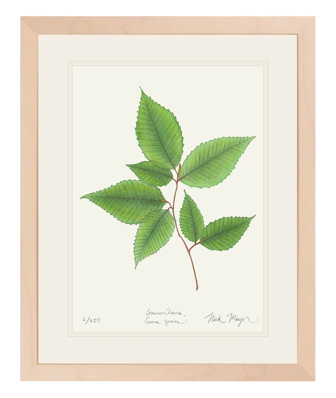 American Beech Botanical Print