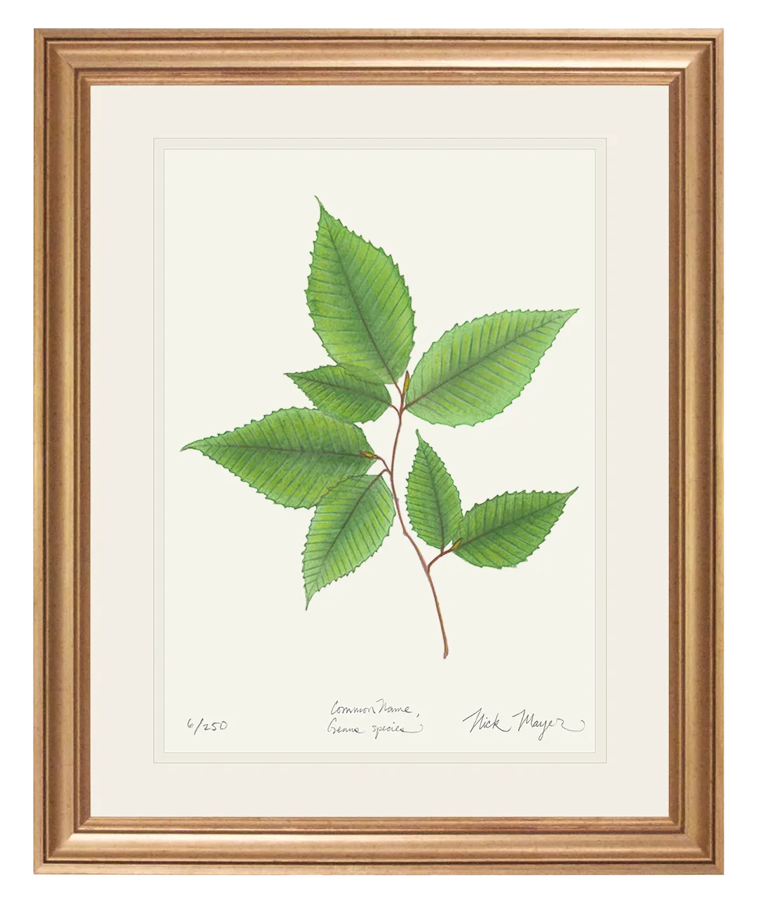 American Beech Botanical Print