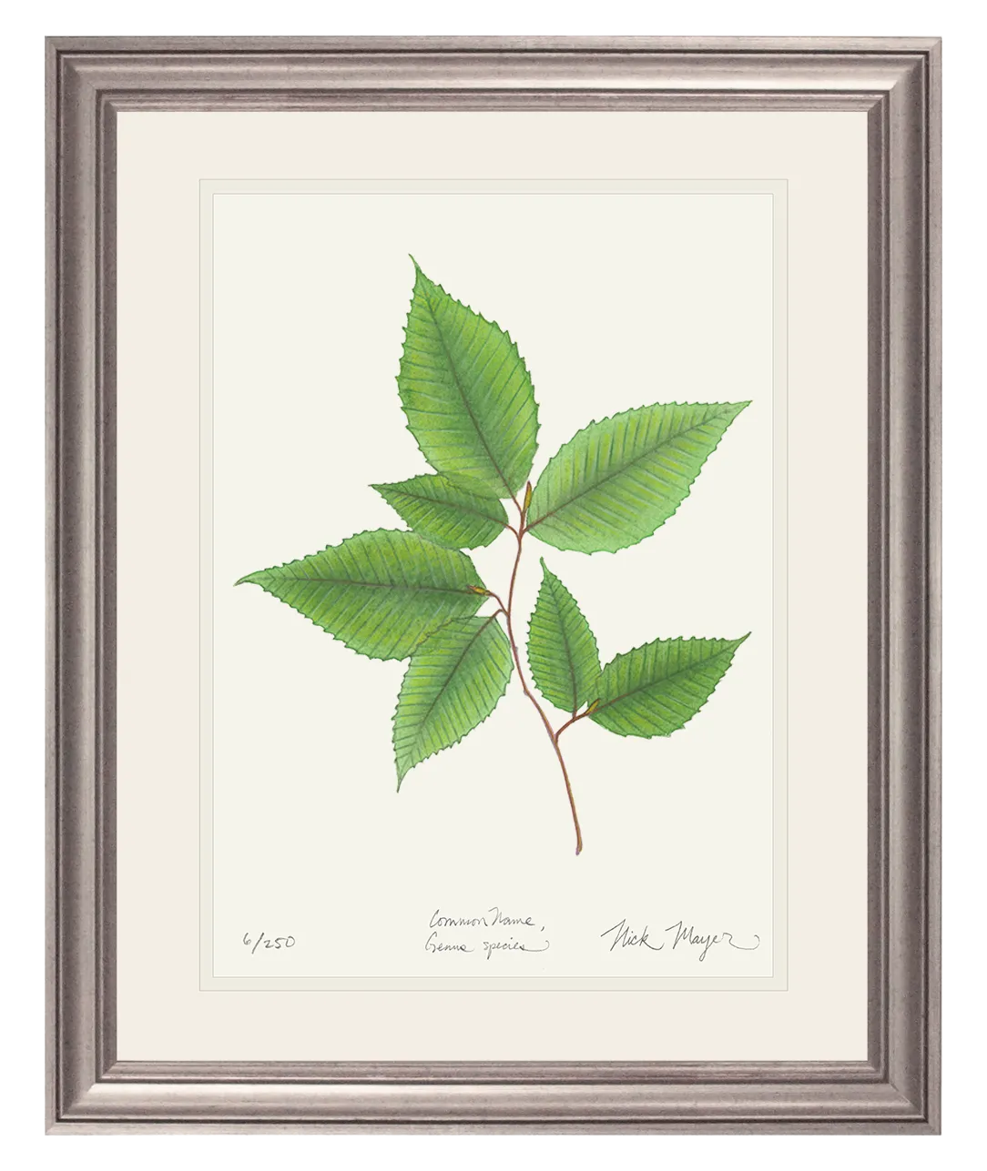 American Beech Botanical Print