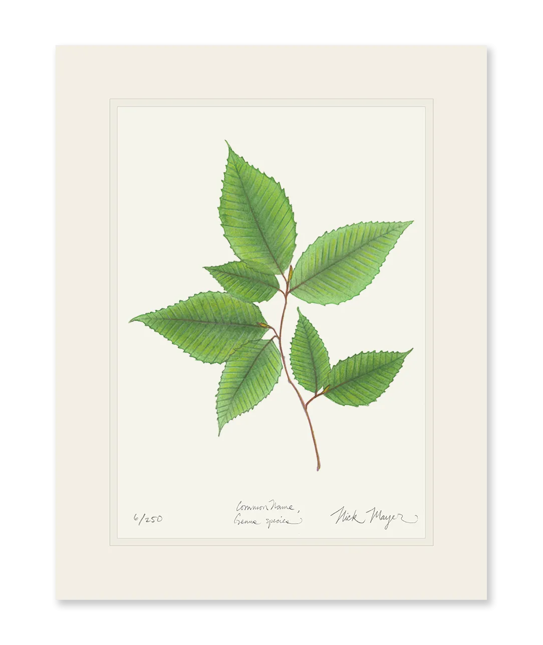 American Beech Botanical Print