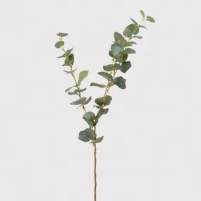 Green Eucalyptus Stem