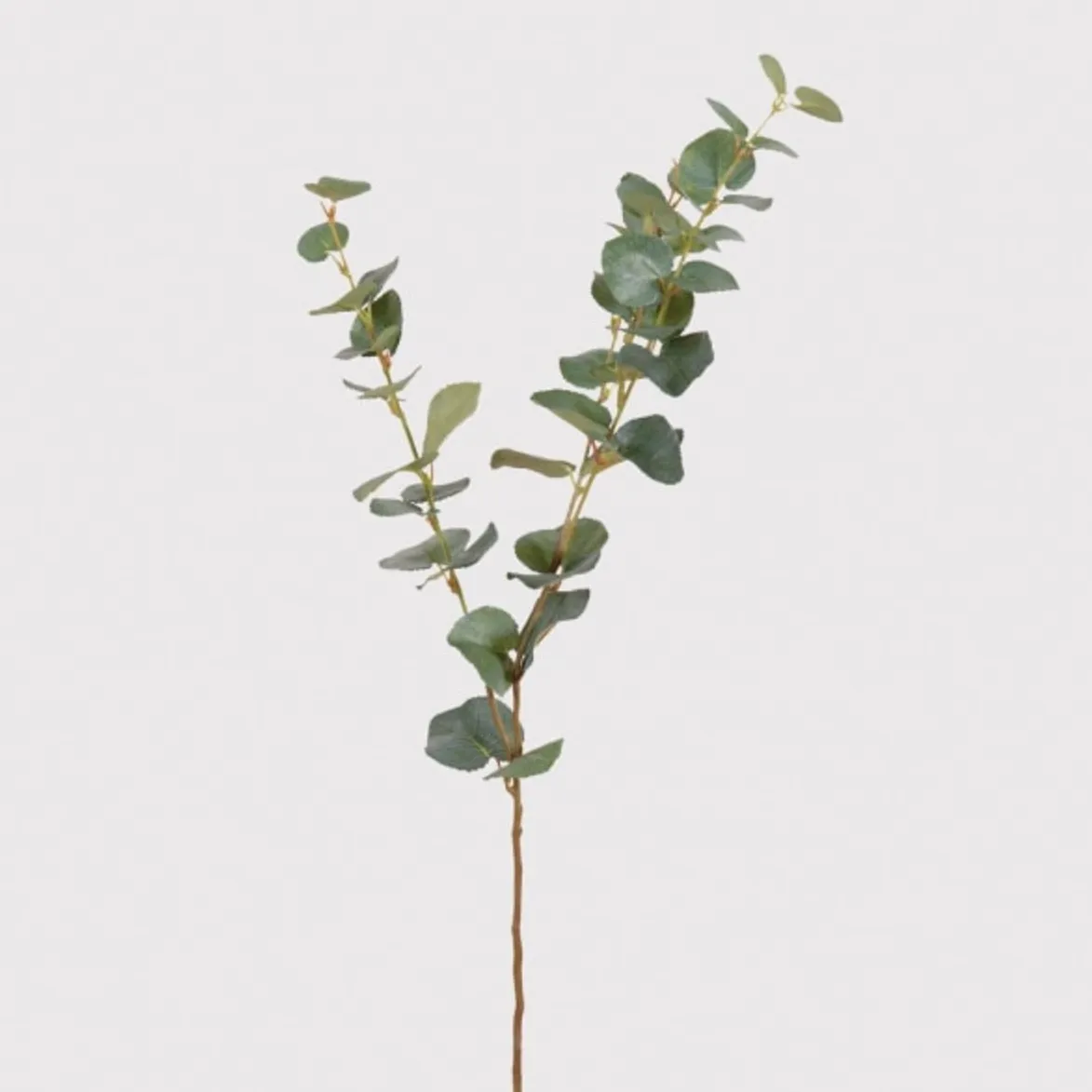 Green Eucalyptus Stem